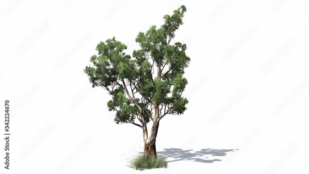 3D animated Red Gum tree with wind effect and shadows on white background 3D animated Red Gum tree with wind effect and shadows on white background
