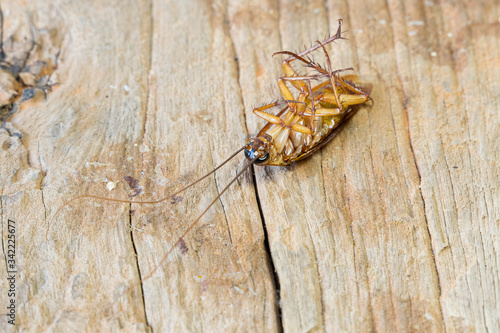 Close up of a cockroach on the wooden table. A dead cockroach in the kitchen.