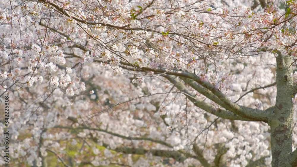 風に揺れるソメイヨシノ　奈良公園　フィックス撮影