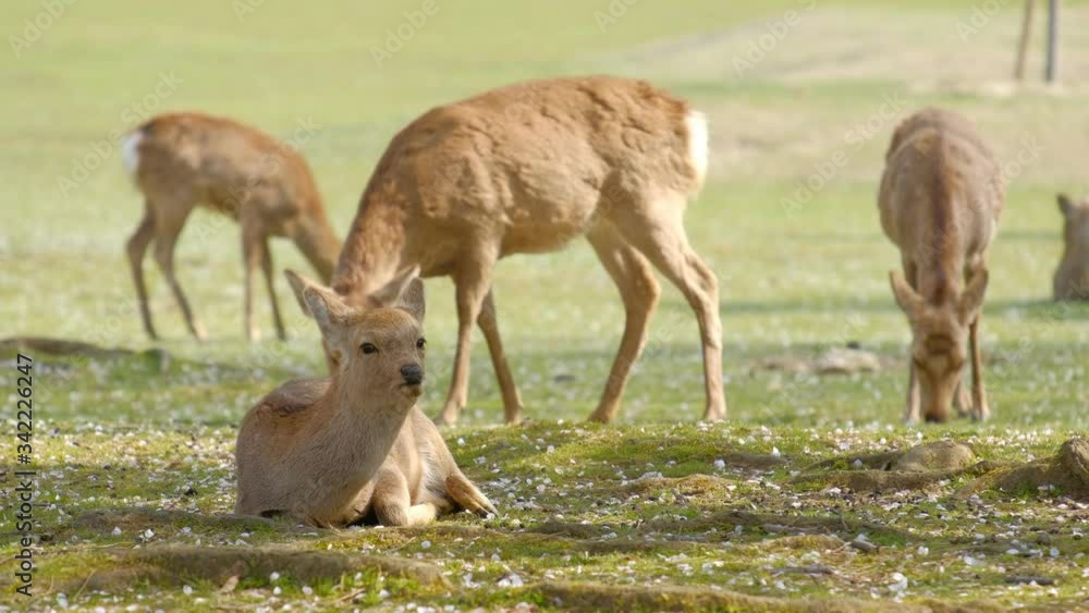 動画素材:桜と奈良公園の鹿 2020年4月 動画素材:桜と奈良公園の鹿 2020年4月