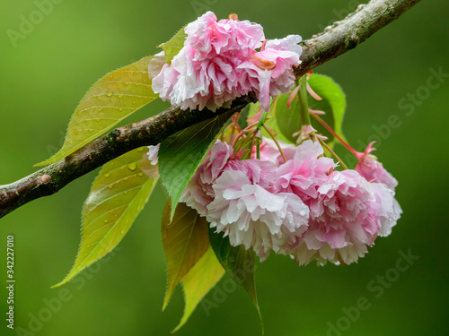 pink cherry blossom