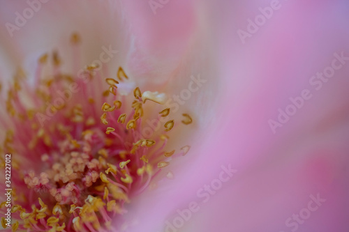 Macro image of Pink Rose in the garden, Stamens and Pistils