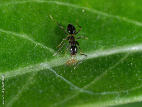 Macro Photo of Tiny Black Garden Ant on Green Leaf © backiris