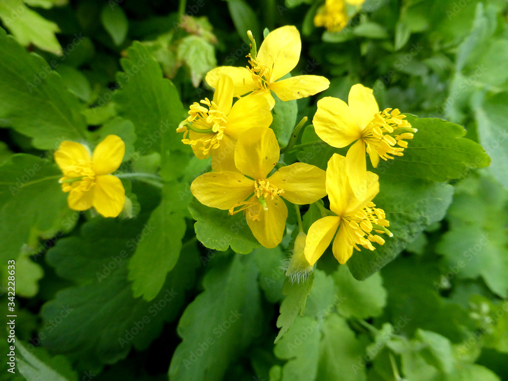 Celandine, Chelidonium majus, medicinal herb Celandine, Chelidonium majus, medicinal herb