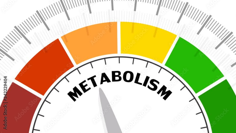 Metabolism level scale with arrow. The measuring device icon. Sign tachometer, speedometer, indicators. Infographic gauge element. Metabolism level scale with arrow. The measuring device icon. Sign tachometer, speedometer, indicators. Infographic gauge element.