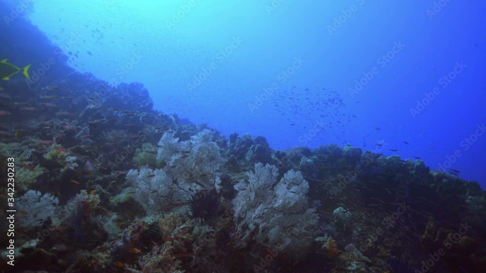 Stunning underwater coral reef Stunning underwater coral reef