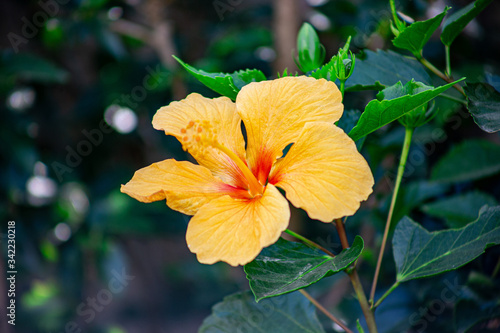 orange flower in the garden