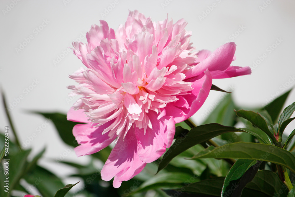 Pink fluffy peonies on white background. Flowers in garden. Close-up photo