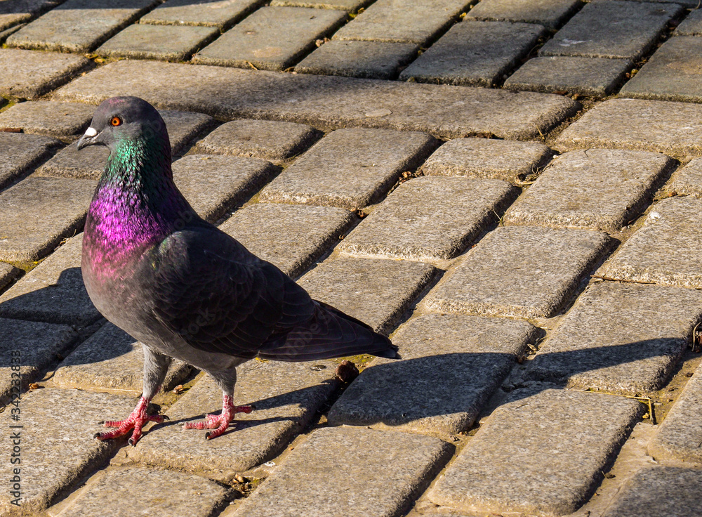 Fototapeta premium pigeon on the street