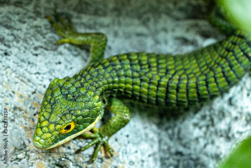 Obraz premium Abronia Gramina Mexican Alligator Lizard