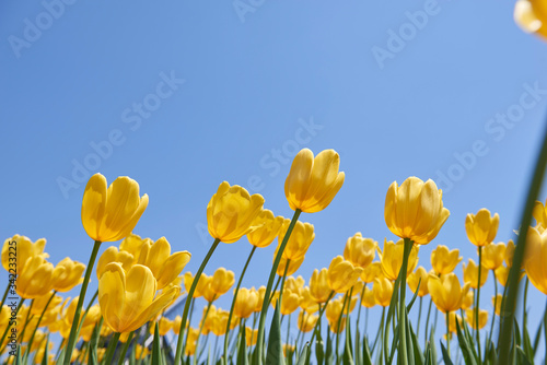 yellow tulip against blue sky #342233225