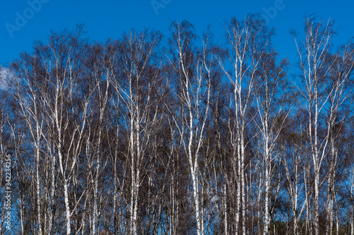 Sunlit birch tree forest