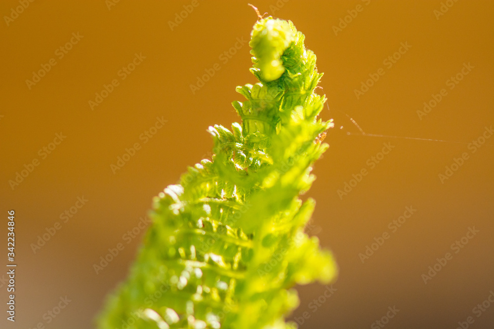 Naklejka premium Farn