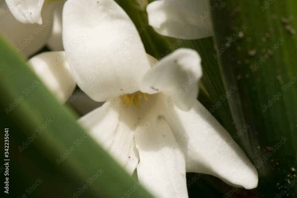 Obraz premium weiße Hyazinthe