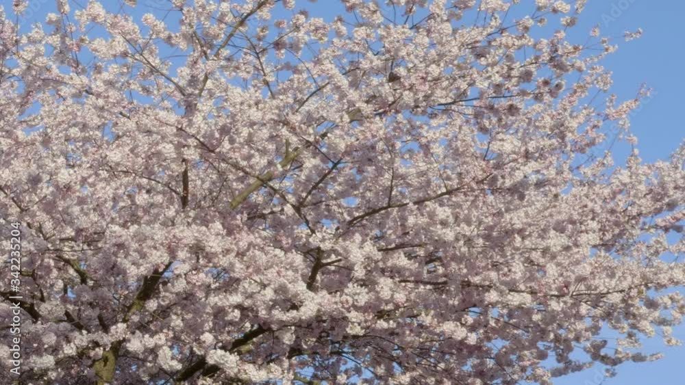 Delicate Cherry Blossoms With Blue Sky On The Background During Springtime In Vancouver, Canada- PAN medium shot Delicate Cherry Blossoms With Blue Sky On The Background During Springtime In Vancouver, Canada- PAN medium shot