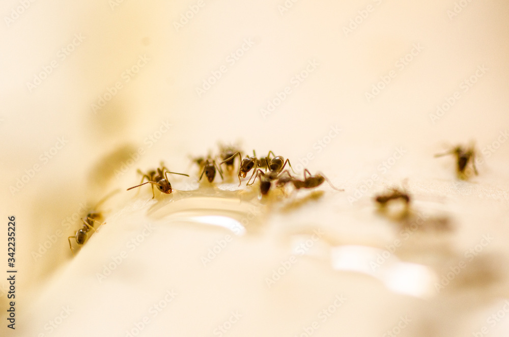 Hormigas tomando agua