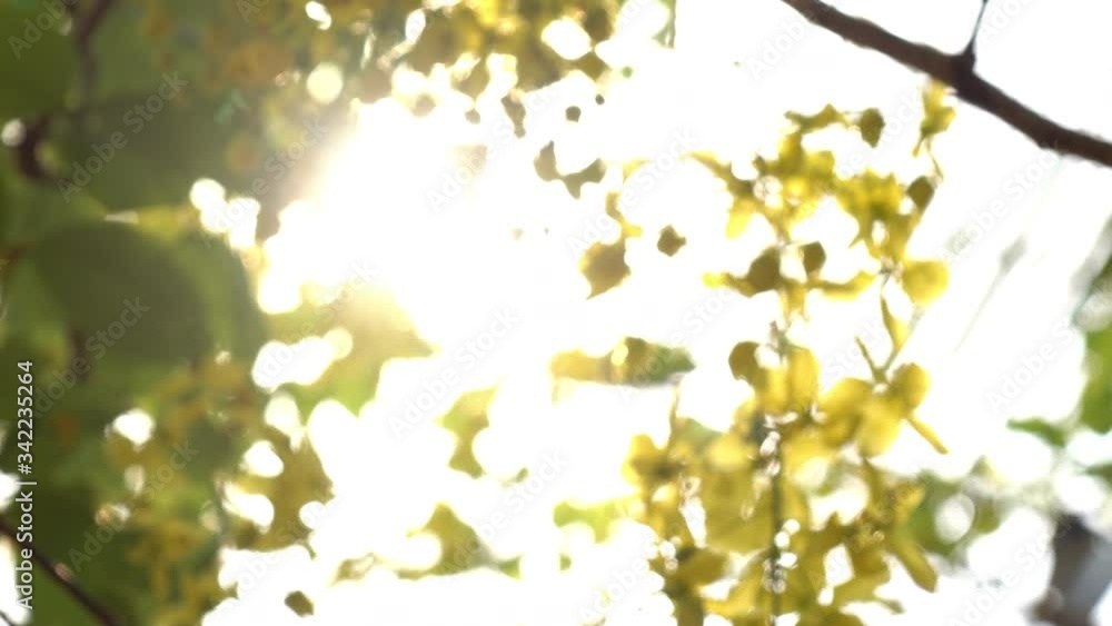 blur scene, yellow flower with sun light in the morning day blur scene, yellow flower with sun light in the morning day