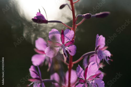 pink n Pflanze im Gegenlicht photo