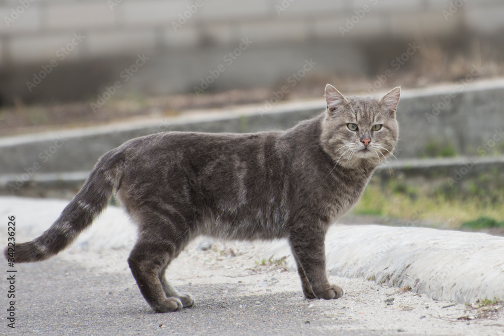 A gray stray cat looks angrily at the camera. Caring for homeless animals.