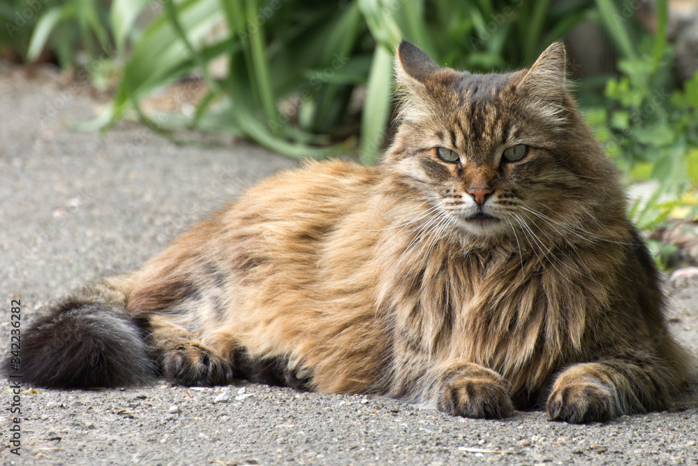 A large stray cat looks angrily at the camera. Caring for homeless animals.