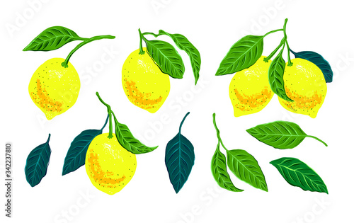 Vector lemon digital illustration. elements for packing, interior kitchen poster, sticker and textile pattern. 