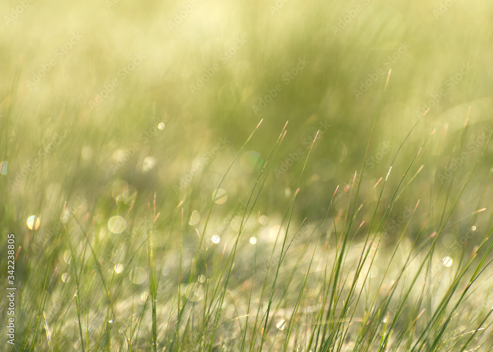 Background of spring grass covered with morning dew. Soft backlight.