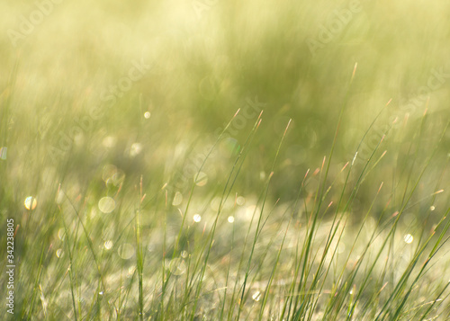 Background of spring grass covered with morning dew. Soft backlight.