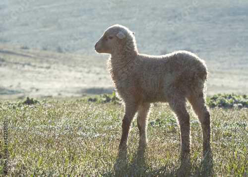 White lamb in the pasture. Sheep breeding fine-fleeced in a steppe.
