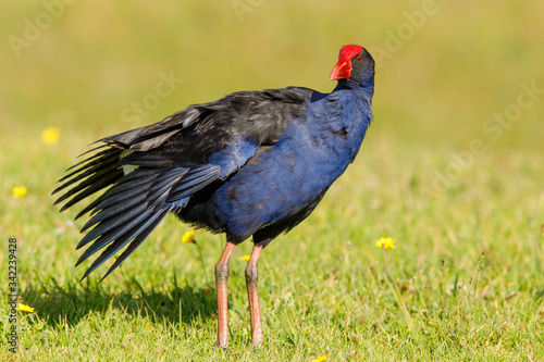 Australasian Purple Swamphen in New Zealand  Pukeko 