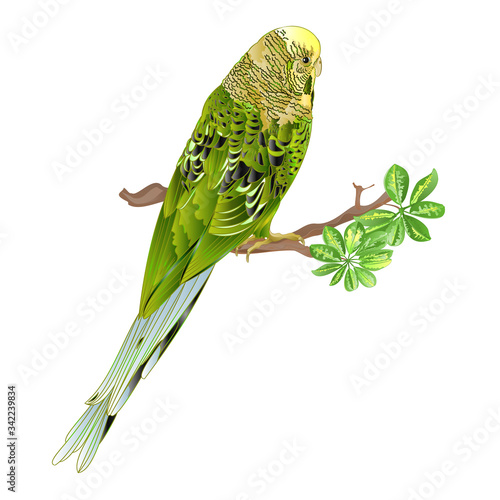 Budgerigar,green pet parakeet or shell parakeet or budgie home pet and Schefflera watercolor on a white background vintage vector illustration editable hand draw