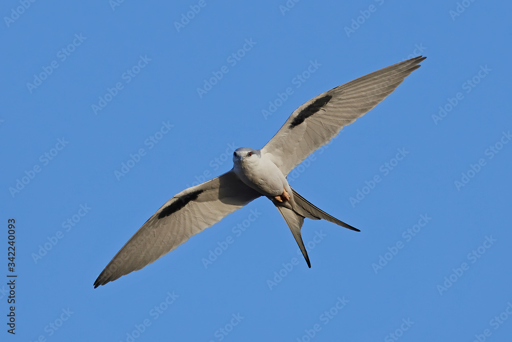 Fototapeta premium African swallow-tailed (Chelictinia riocourii) in its habitat