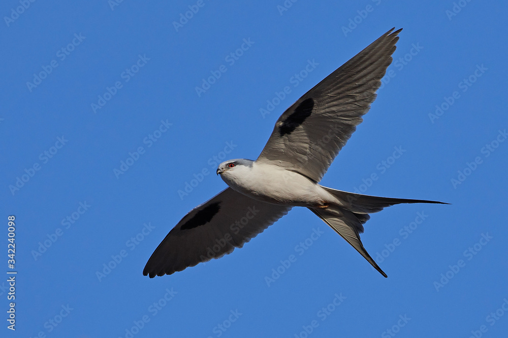 African swallow-tailed (Chelictinia riocourii) in its habitat