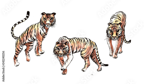 Tigers set elements for pattern. Sticker  print  poster. Drawn hand with colored pencils and black ink.