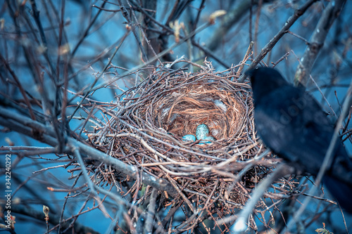 Crow nest and the eggs