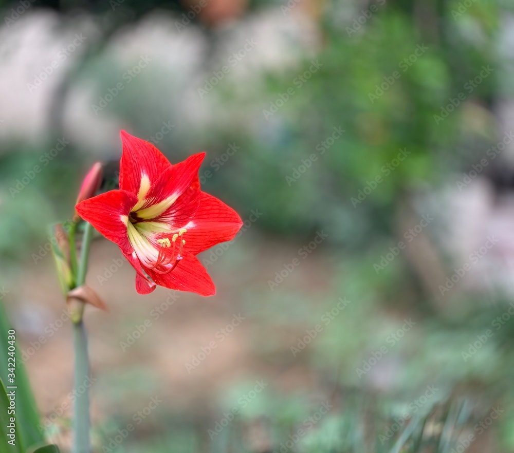 Very beautiful red lily flower Very beautiful red lily flower