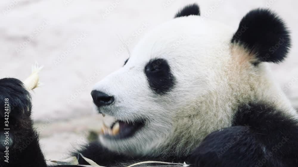 Obese Panda bear lying down and eating breakfast Obese Panda bear lying down and eating breakfast