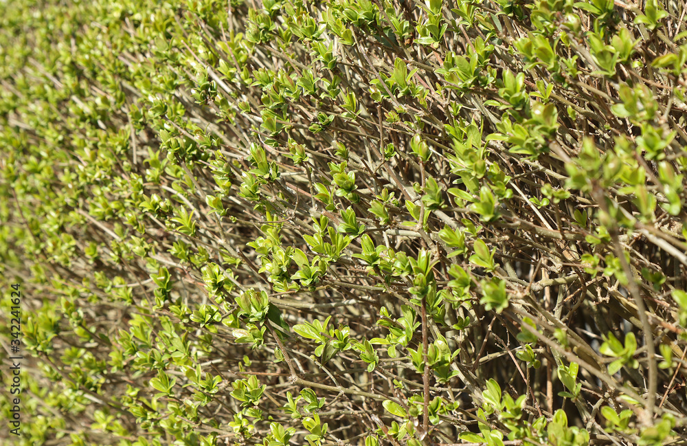 Green bushes in the garden. Background. Green bushes in the garden. Background.