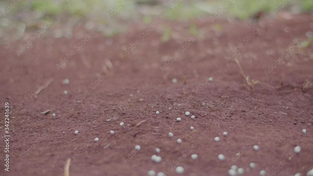 Granulated fertilizer spreads on the soil in slow motion (120 fps) with some green grass in the background. Granulated fertilizer spreads on the soil in slow motion (120 fps) with some green grass in the background.