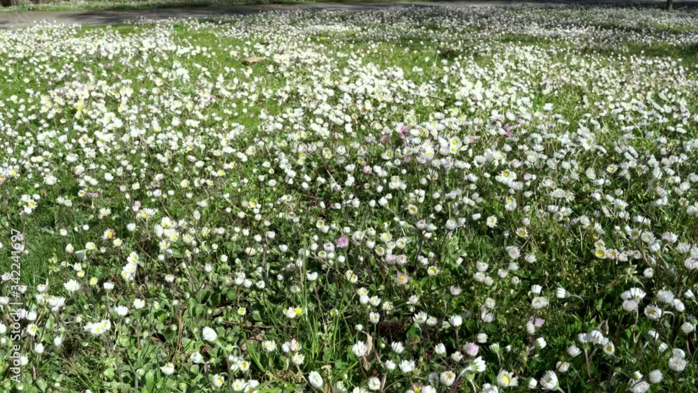 Flowers on meadow with green grass and white Lily flower on a sunny spring day, beautiful natural texture Flowers on meadow with green grass and white Lily flower on a sunny spring day, beautiful natural texture