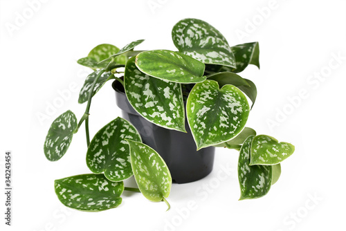 Whole 'Scindapsus Pictus Exotica' tropical house plant, also called 'Satin Pothos' with velvet texture and silver spot pattern isolated on white background photo