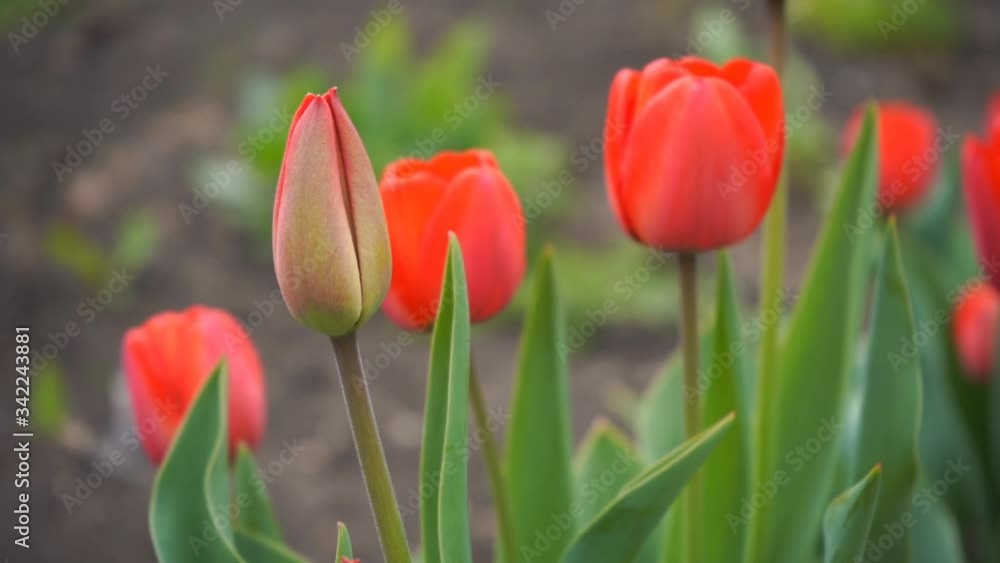 red tulips in a garden, slow motion shot red tulips in a garden, slow motion shot