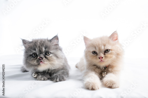 Fototapeta Naklejka Na Ścianę i Meble -  Cute Persian Kitten