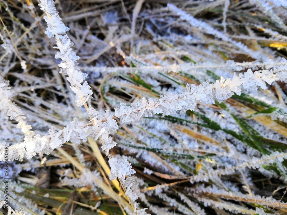 frost on a tree frost on a tree