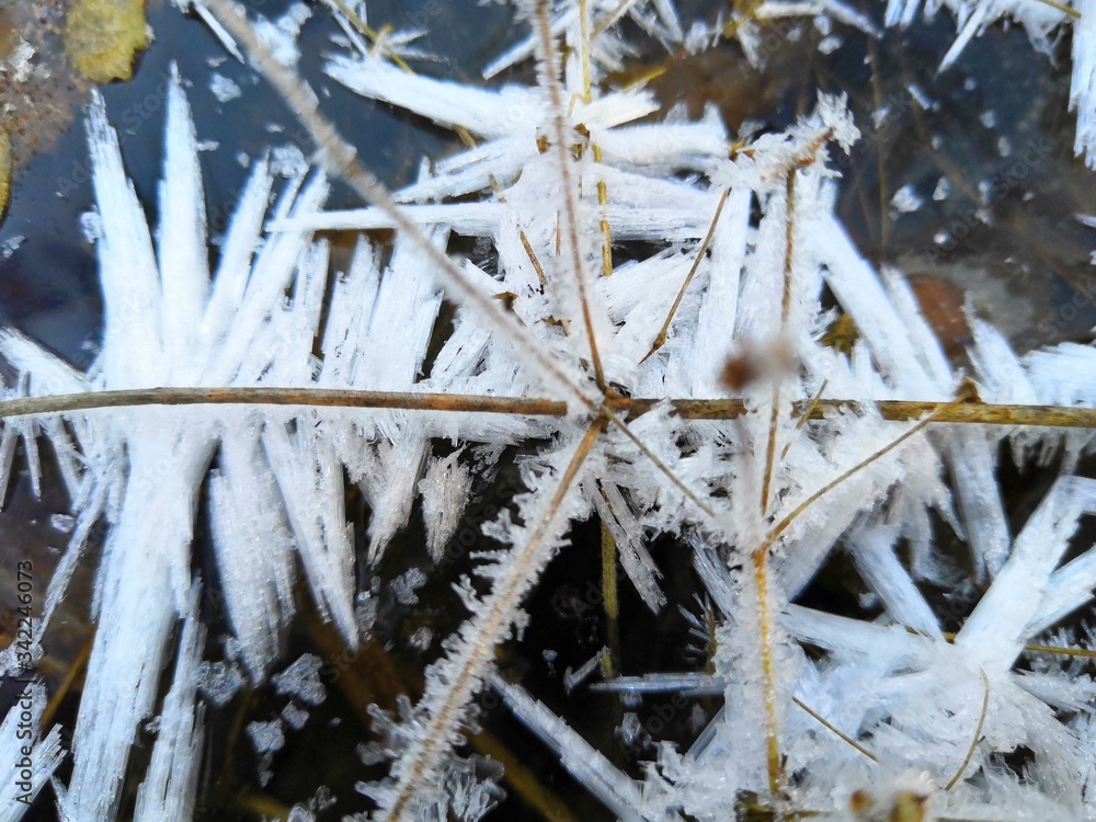 snow covered branches snow covered branches