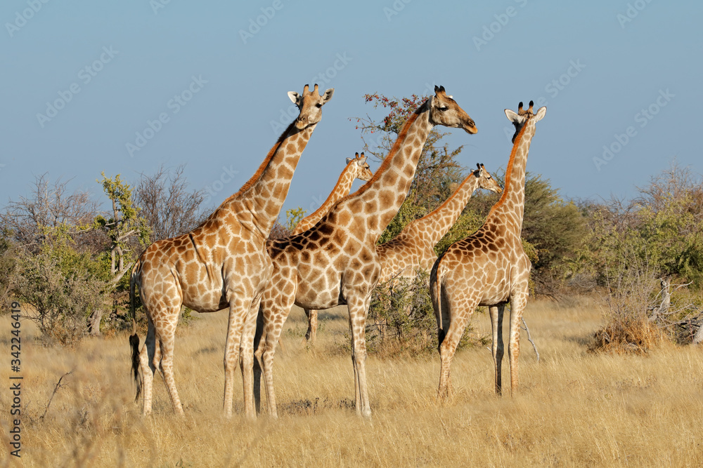 Obraz premium Giraffes (Giraffa camelopardalis) in natural habitat, Etosha National Park, Namibia.