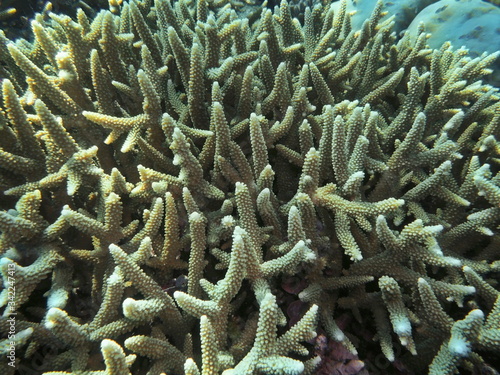 The amazing and mysterious underwater world of Indonesia, North Sulawesi, Manado, stone coral