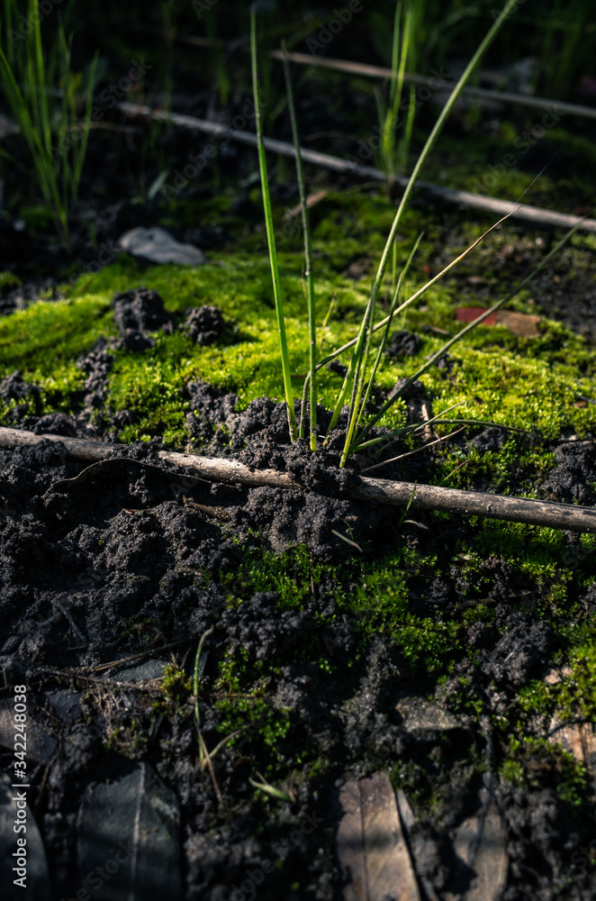 green moss on the ground