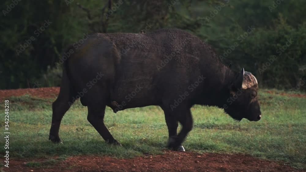 African buffalo walking through the bush, in Kenya African buffalo walking through the bush, in Kenya