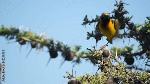 African Masked Weaver Standing On The Spiky Branches Of A Tree And Getting Ready To Fly Away In El Karama Lodge, Kenya. - closeup shot photo