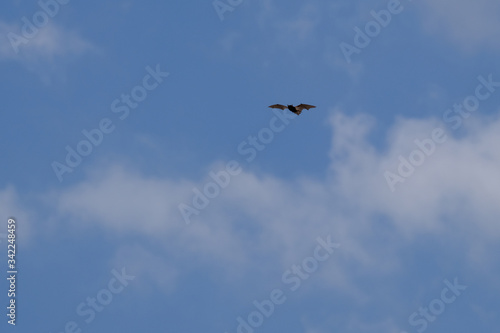 bat in flight